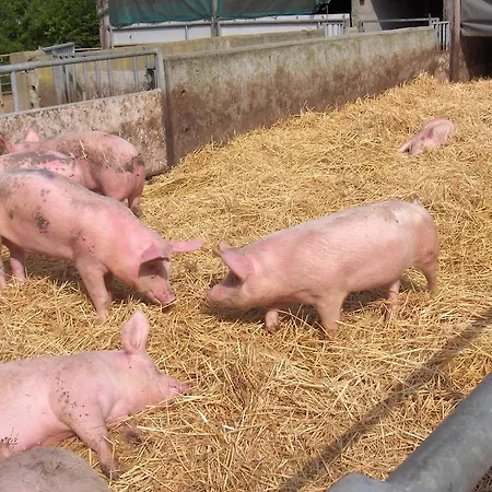 Bed and Breakfast La Ferme Chauvet *